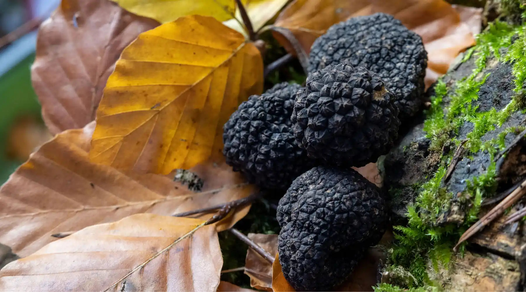 Truffes noires posées sur un lit de feuilles d’automne, illustrant la truffe de Bourgogne dans son environnement naturel.